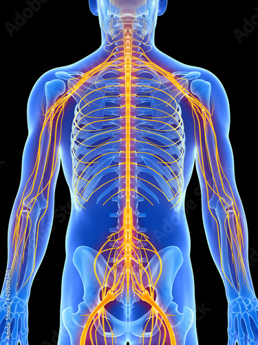 Illustration: 3d rendered illustration - male nerve system 3d rendered illustration - male nerve system