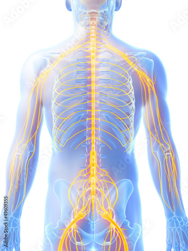 Illustration: 3d rendered illustration - male nerve system 3d rendered illustration - male nerve system