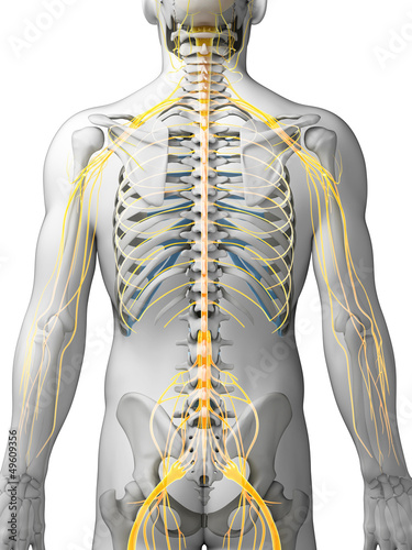 Illustration: 3d rendered illustration - male nerve system 3d rendered illustration - male nerve system