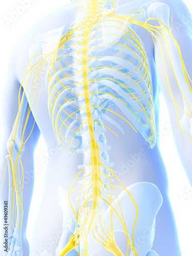 Illustration: 3d rendered illustration - male nerve system 3d rendered illustration - male nerve system