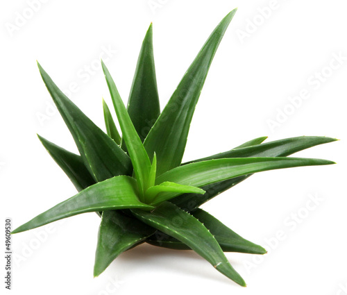 Photo: aloe vera aloe vera