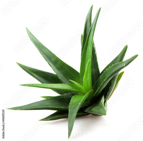 Photo: aloe vera aloe vera