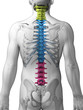 3d rendered illustration - sections of the spine