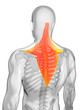 3d rendered illustration - trapezius muscle