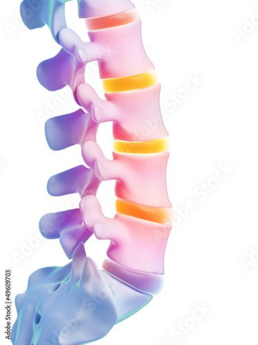 Illustration: 3d rendered illustration - human spine 3d rendered illustration - human spine