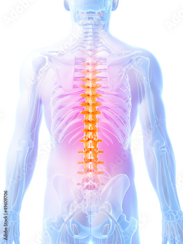 Illustration: 3d rendered illustration - human spine 3d rendered illustration - human spine