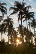 Foto: silhouettes of palm trees on sunset silhouettes of palm trees on sunset