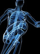 3d rendered illustration - runner anatomy