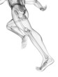 3d rendered illustration - runner anatomy