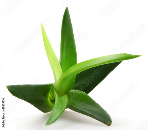 Photo: Aloe vera plant isolated on white Aloe vera plant isolated on white