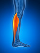 3d rendered illustration - gastrocnemius