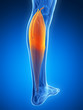 3d rendered illustration - gastrocnemius