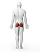 3d rendered illustration - gluteus maximus