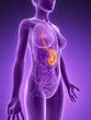 3d rendered illustration - stomach
