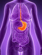 3d rendered illustration - stomach