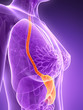 3d rendered illustration - stomach