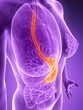 3d rendered illustration - stomach