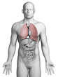 3d rendered illustration - male lung