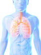 3d rendered illustration - male lung