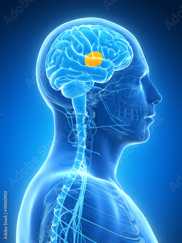 Illustration: 3d rendered illustration - thalamus 3d rendered illustration - thalamus