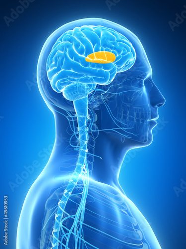 Illustration: 3d rendered illustration - putamen 3d rendered illustration - putamen