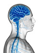 3d rendered illustration - male brain