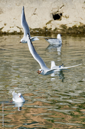 Photo: Seagull fighting for food Seagull fighting for food