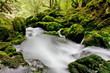 Forêt humide