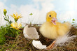 Duckling calling