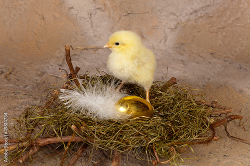 Photo: Golden chick Golden chick