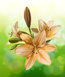 Vector: Lily on green bokeh Lily on green bokeh