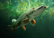Foto: Underwater photo of a big Pike (Esox Lucius). Underwater photo of a big Pike (Esox Lucius).