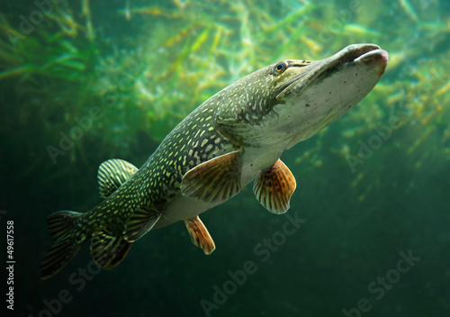 Fototapeta Underwater photo of a big Pike (Esox Lucius).