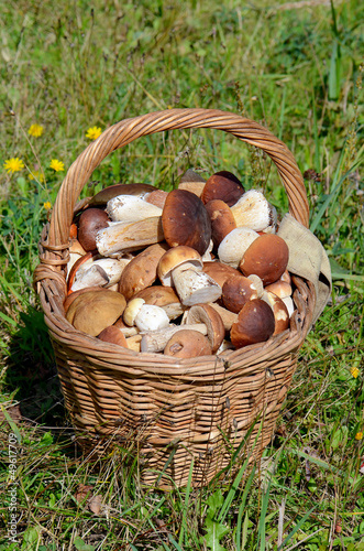 Photo: Basket with boletus edulis on grass Basket with boletus edulis on grass