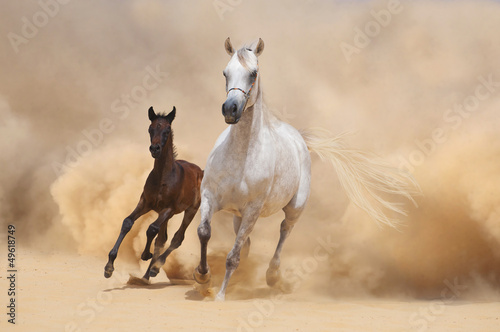 Photo: Arabian Mare and foal running out of the Desert Storm Arabian Mare and foal running out of the Desert Storm