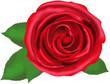 Red rose, isolated