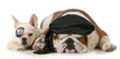 dog pirates