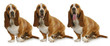 basset hound
