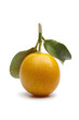 Fresh round kumquat