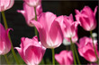 Tulpen im Gegenlicht