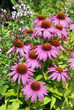 hinacea purpurea