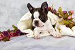 Boston terrier lay with flower string