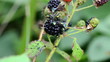 closeup of blackberry berries and fly drink eat it juice