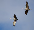 Sandhill cranes in flight