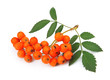 Bunch of red rowan berry