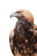 Proud Caucasian eagle