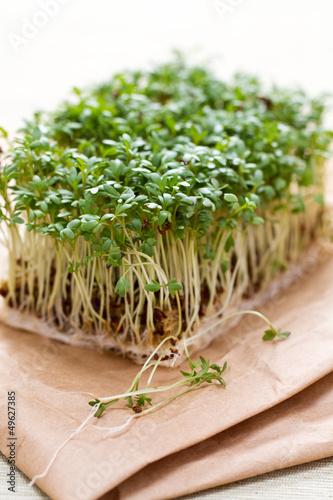 Photo: Frische Kresse auf Watte Frische Kresse auf Watte