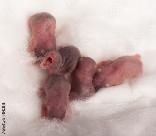 Photo: hamsters hamsters