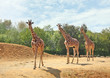 Giraffes