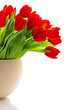 bouquet of red fresh spring tulip flowers